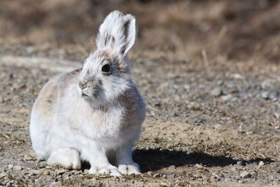 fortune betano - Snowshoe hare
