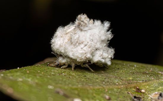 Novinha safadinha dando bucetinha com calcinha de lado - Junk collector