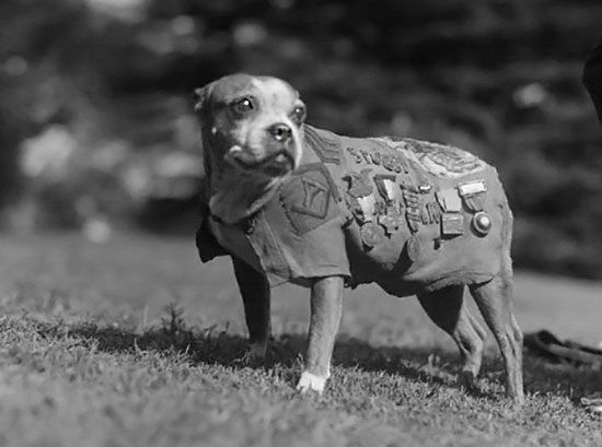 Metendo gostoso nessa puta deliciosa que adora ir para academia e mostrar seus peites gostosos - Sergeant Stubby at your service