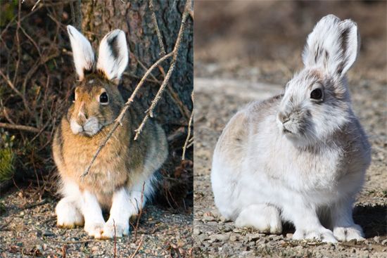 fortune betano - Canada: snowshoe hare